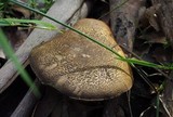 Phylloporus clelandii image