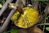 Phylloporus clelandii image