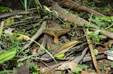 Phylloporus clelandii image