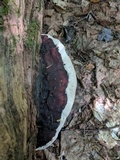 Fomitopsis mounceae image