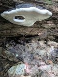 Fomitopsis mounceae image