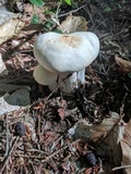 Rhodocollybia maculata image