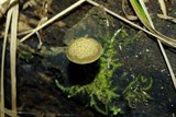 Simocybe phlebophora image