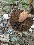 Cortinarius armillatus image