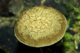 Simocybe phlebophora image