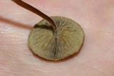 Simocybe phlebophora image