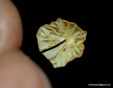 Marasmius siccus image