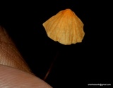 Marasmius siccus image