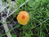 Gliophorus minutulus image