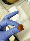Rhodocybe nitellina image