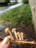 Hypholoma capnoides image