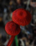 Mycena viscidocruenta image