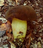 Boletus subtomentosus image