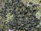 Toninia aromatica image
