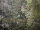 Toninia aromatica image