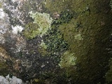 Toninia aromatica image