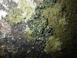 Toninia aromatica image