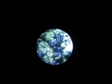 Toninia aromatica image