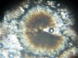 Toninia aromatica image
