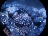 Badhamia foliicola image