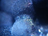 Badhamia foliicola image
