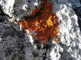 Caloplaca ignea image