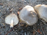 Pluteus petasatus image