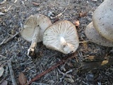 Pluteus petasatus image