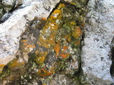 Caloplaca ignea image