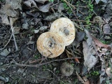 Lactarius psammicola image