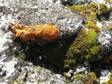 Caloplaca ignea image