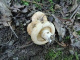Lactarius psammicola f. glaber image