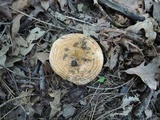 Lactarius psammicola f. glaber image