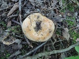 Lactarius psammicola f. glaber image