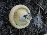 Lactarius psammicola image