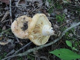 Lactarius psammicola f. glaber image
