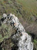 Caloplaca ignea image