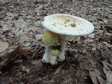 Amanita velatipes image