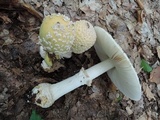 Amanita velatipes image