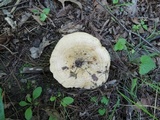 Lactarius psammicola image