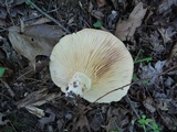 Lactarius psammicola image