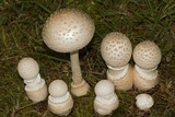 Amanita multisquamosa image
