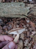 Rhodocollybia butyracea image