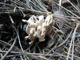 Clavulina rugosa image