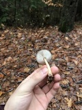 Rhodocollybia butyracea image
