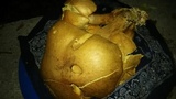 Gymnopilus magnus image