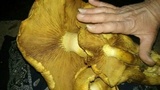 Gymnopilus magnus image