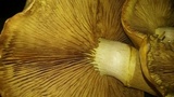 Gymnopilus magnus image
