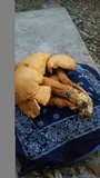 Gymnopilus magnus image