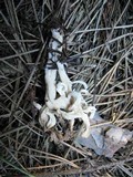 Clavulina rugosa image